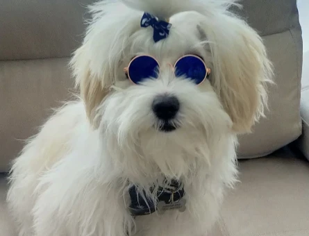 Morkie 3 Yaşında Oğlum Eş Arıyor - 118964679