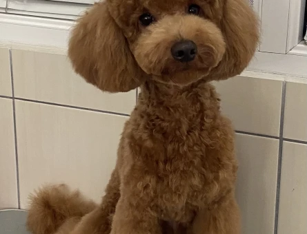 Toy Poodle 3 Yaşında Oğluma Eş Arıyorum - 118964944