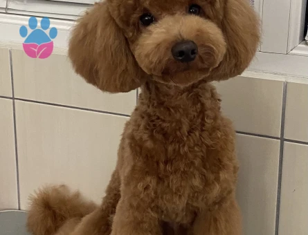 Toy Poodle 3 Yaşında Oğluma Eş Arıyorum