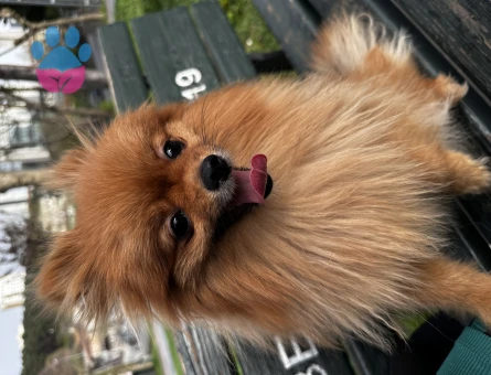 Pomeranian Boo 1 Yaşında Köpeğime Eş Arıyorum
