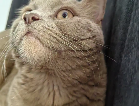 British Shorthair Oğlum Eş Arıyor - 118965057