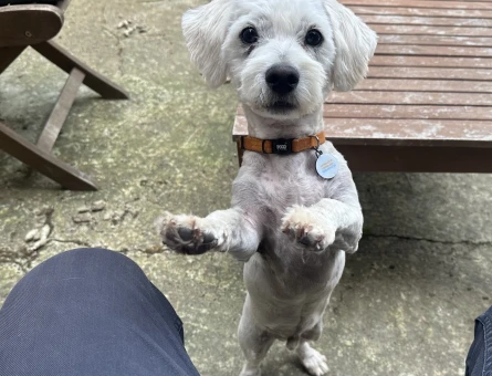 Maltese Terrier Oğluma Gelin Arıyorum - 118965600