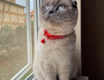 Scottish Fold 11 aylık oğluma eş arıyorum. - 118965848