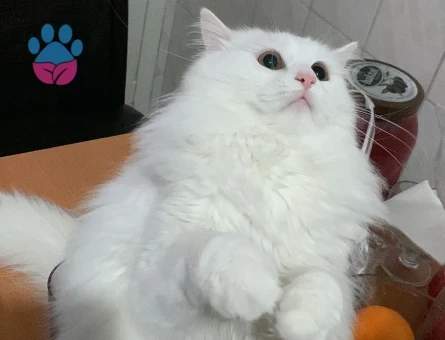British Longhair Kedim Eş Arıyor 1 Yaşında - 118965907