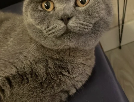 Scottish Fold 1.5 Yaşında Oğluma Eş Arıyorum - 118965985