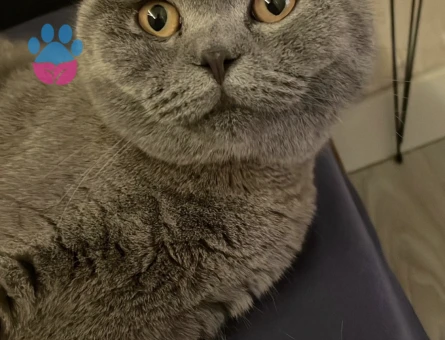 Scottish Fold 1.5 Yaşında Oğluma Eş Arıyorum