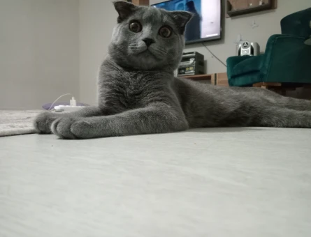 Scottish Fold 1 Yaşında Eş Arıyor - 118966284
