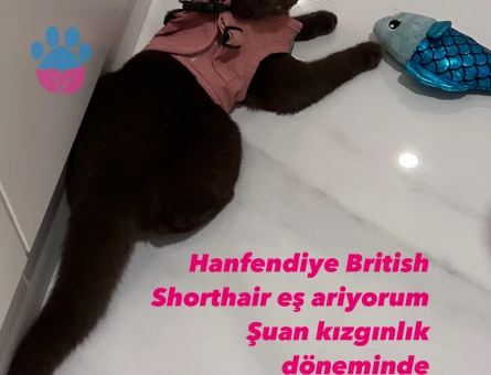 British Shorthair 1 Yaşında Kızgınlıkta