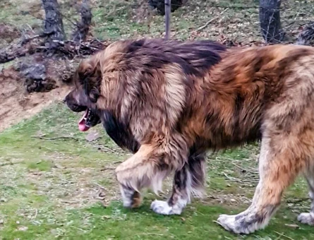 Tibet Mastifi Yakışıklı Koca Oğlumuz Odin'e Eş Arıyoruz - 118966626