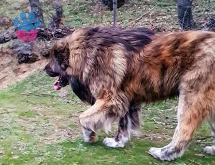 Tibet Mastifi Yakışıklı Koca Oğlumuz Odin'e Eş Arıyoruz