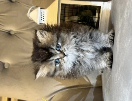 Safkan orijinal British longhair dişi yavrular - 118966656