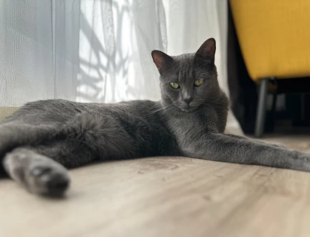 Russian blue kızıma eş arıyorum - 118966713
