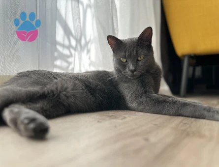 Russian blue kızıma eş arıyorum