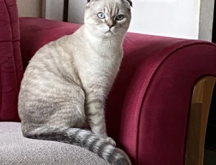 Scottish Fold Blue Point Oğlumuza Eş Arıyoruz - 118966763