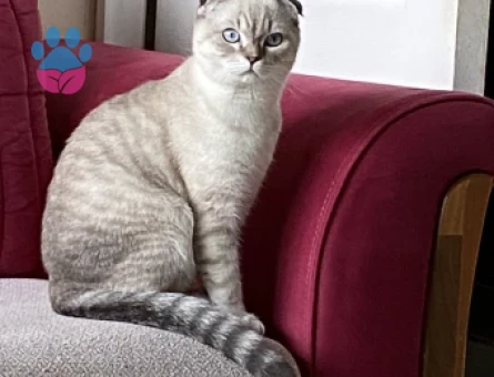 Scottish Fold Blue Point Oğlumuza Eş Arıyoruz