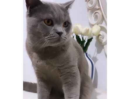 British Shorthair Mia İçin Eş Arıyoruz - 118966869