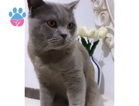 British Shorthair Mia İçin Eş Arıyoruz