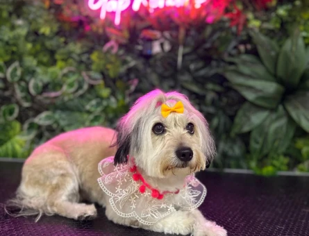Maltese Terrier 3,5 Yaşında Kızıma Eş Arıyorum - 118966897