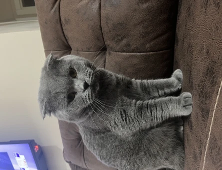 Scottish Fold 1 Yaşında Eş Arıyor - 118967214