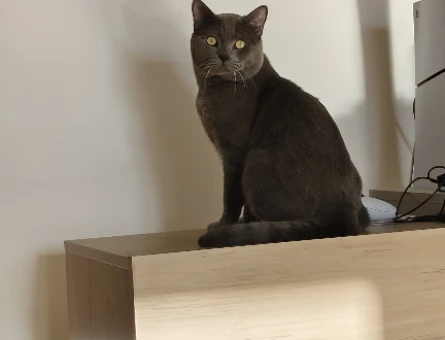 1 yaşında British Shorthair - 118967339