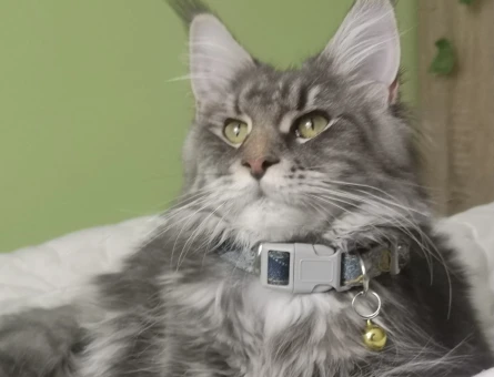 Maine Coon Kızımıza Eş Arıyoruz - 118967353