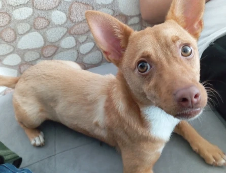 Chihuahua Kızıma Eş Arıyorum - 118967513
