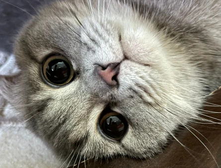 Scottish Fold 1 Yaşında Eş Arıyor - 118967613