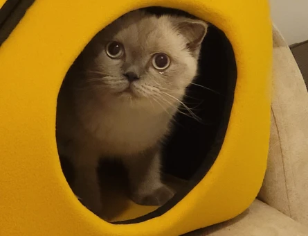 Scottish Fold Prenses Eş Arıyor - 118967619
