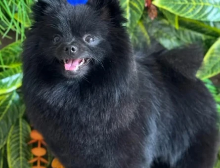 Pomeranian Boo 1 Yaşında Eş Arıyor - 118968354