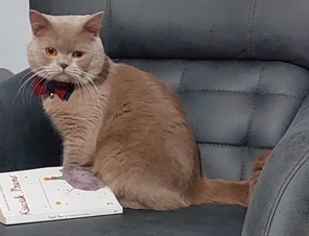 British Shorthair Gelin Adayı Aranıyor - 118968372