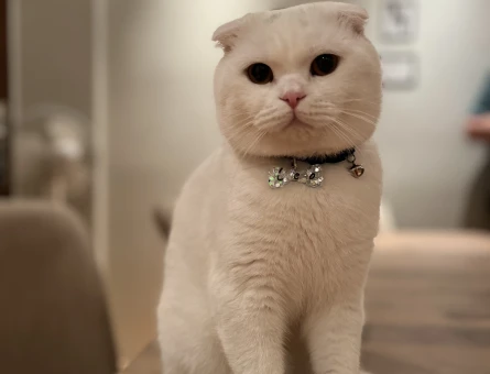 Scottish Fold Kedim Eş Arıyor - 118968431