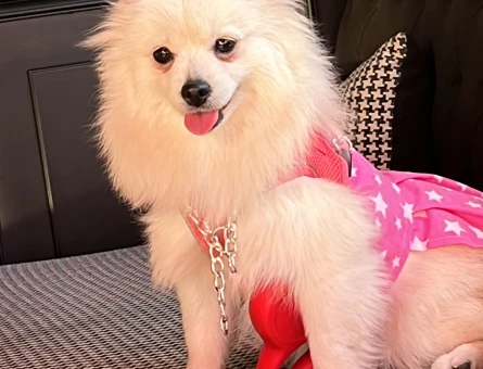 Pomeranian Boo Kızıma Eş Arıyorum - 118968812