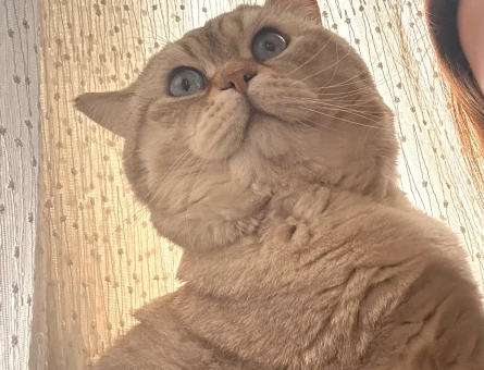 British Shorthair Ateş Eş Arıyor - 118968822