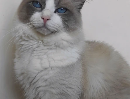 Ragdoll Kizimiza Eş arıyoruz - 118968899