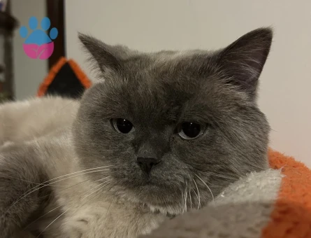 British Shorthair 2 Yaşında Eş Arıyor - 118968908