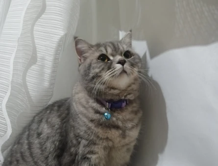 British Shorthair 1,5 Yaşında Eş Arıyor - 118968965