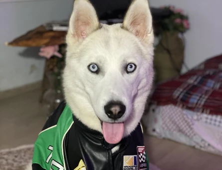 Husky Oğluma Eş Arıyorum - 118969053