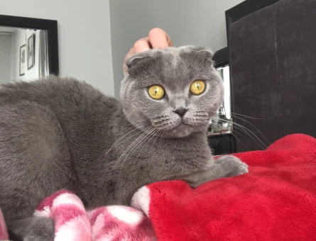 Scottish Fold kızımıza eş arıyoruz - 118969084