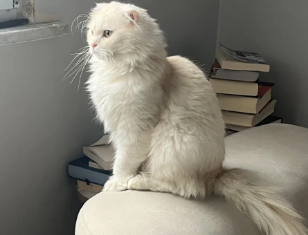 Scottish fold longhair Erkek kedime Eş Arıyorum - 118969085