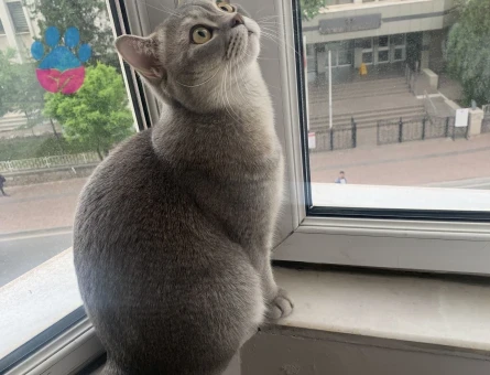 Scottish Fold 1 Yaşında Erkek Kızgınlıkta - 118969124