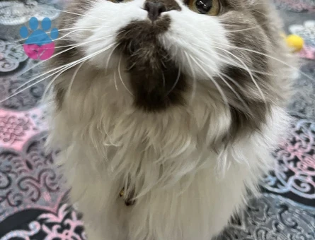 Scottish Fold 1 Yaşında Kızgınlıkta - 118969153