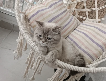 British Shorthair Sütlaç'a Eş Aryoruz - 118969216