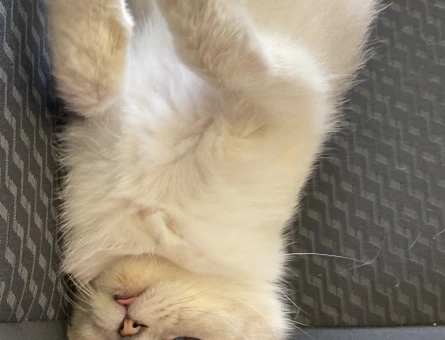 Scottish Fold 1 Yaşında Eş Arıyor - 118969241