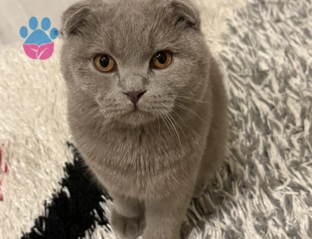 Scottish Fold Erkek - 118969283