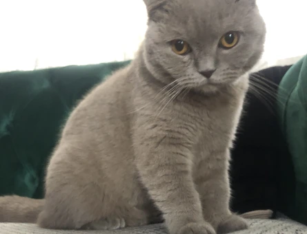 Scottish Fold Kızgınlıkta - 118969475