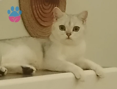 British Shorthair 1 Yaşında Kedime Eş Arıyorum - 118969485