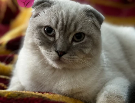 Scottish Fold Pamuk İçin Eş Arıyoruz - 118969494