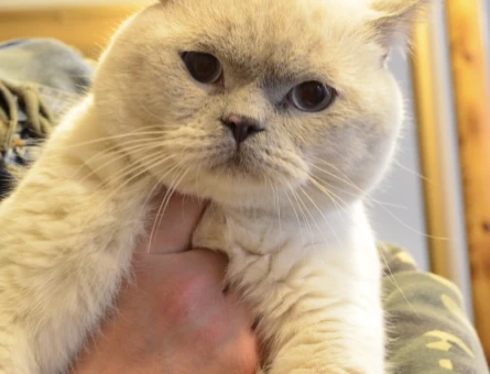 Tecrübeli British Shorthair Oğlumuza Eş Arıyoruz - 118969651