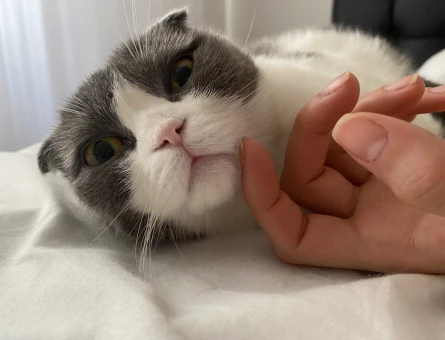 Scottish Fold Uysal kızıma eş arıyorum - 118969674