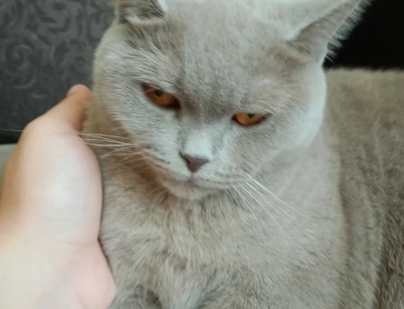 British Shorthair 1 Yaşında Eş Arıyor - 118969782